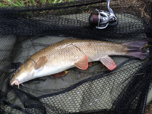 Another beautiful River Severn Barbel